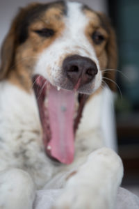 Mischlingshund gähnt, Portrait Mischlingshund gähnt, Portrait
